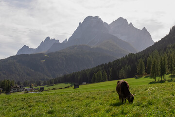 Cows grazing on alpine meadow with scenic view of majestic mountain peaks of Sexten Dolomites, South Tyrol, Italy, Europe. Hiking in panoramic Fischleintal (Val Fiscalina), Italian Alps. Wanderlust - obrazy, fototapety, plakaty