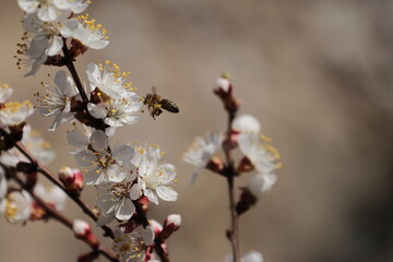 blooming tree