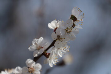 blossom in spring