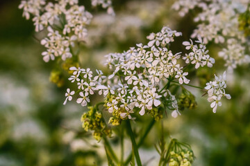 Wildflowers illuminated by the sun during sunset. Summer wildflowers in the light of the sun. A feeling of freedom and joy on a summer evening. Close to nature.