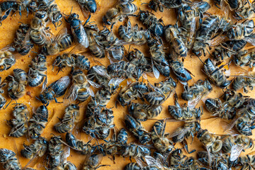 Many dead bees in the hive, closeup. Colony collapse disorder. Starvation, pesticide exposure, pests and disease - 777679290