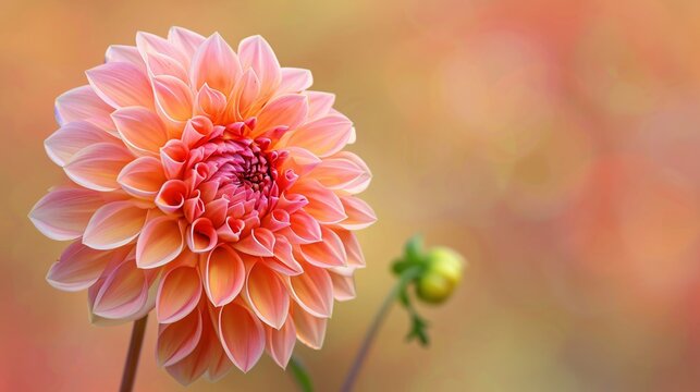 Flower on background, a picture of gorgeous color. Blossoming and vibrant, it's a wonderful floral display.