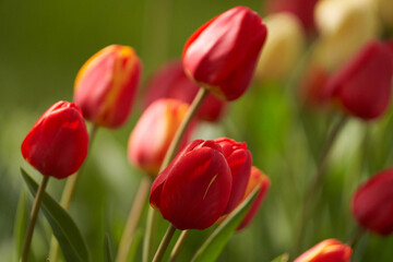 A picturesque field of tulips. Red flowers with inclusion of yellow ones. The background is blurred.