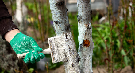 a man whitewashes trees in the garden in spring. Selective focus