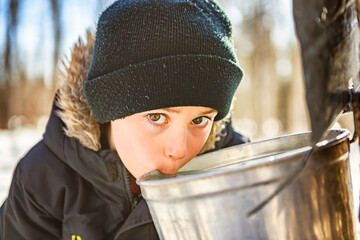 sugar shack, child having fun at mepla shack forest drink maple water - 777683866