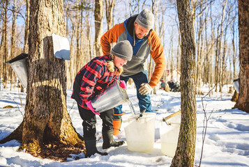 sugar shack, father and child having fun at mepla shack forest collect maple water - 777684229