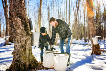 sugar shack, father and child having fun at mepla shack forest collect maple water - 777684243