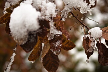 suche liście pod śniegiem
