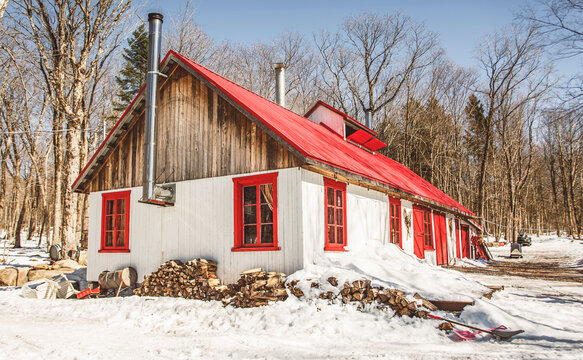 maple syrup sugar shack in forest on maple season