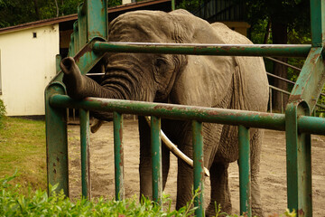 Elephant in Gdansk zoo