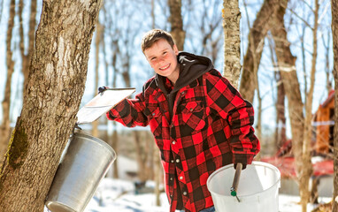 sugar shack, child having fun at maple shack forest collect maple water - 777685014