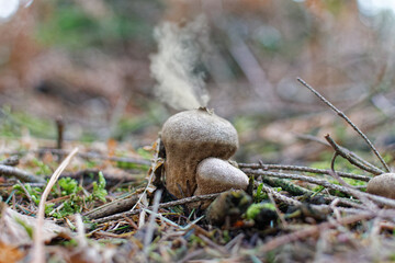 Champignon vesse-de-loup (Lycoperdon perlatum) libérant ses spores