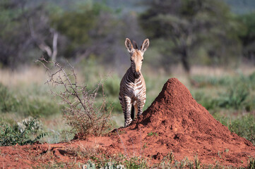 A young zebra stands partially on a red termite mound, looking at the camera.