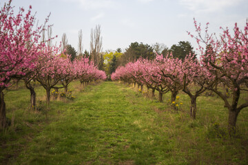 Pink flowers on peach trees. Blooming peach orchard. Peach Alley and at the end of the road is a...