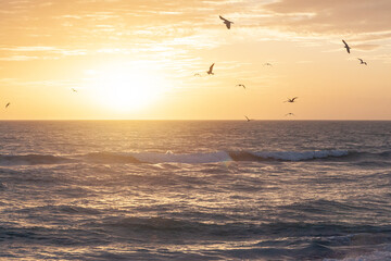 Golden sunset with seagulls flying over Gulf Coast