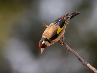 European goldfinch. (Carduelis carduelis).