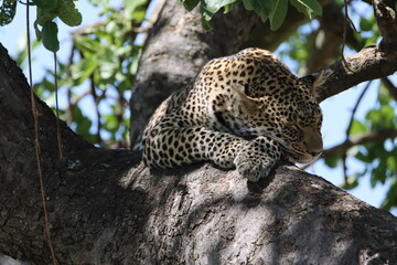 Leopard resting on tree