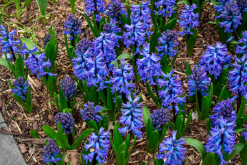 Flowering blue Hyacinth (Hyacinthus orientalis) and white pansy flower plants growth in the...