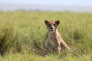 Closeup of a lioness in the grass - obrazy, fototapety, plakaty