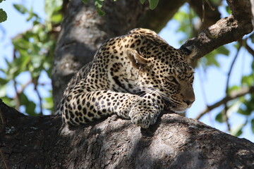 leopard resting on tree