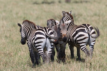 Fototapeta na wymiar zebras in Masai Mara national park