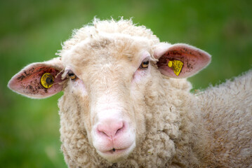 Beautiful portrait of a curious sheep with a pretty face
