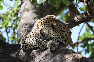 leopard resting on the tree