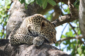 Leopard resting on the tree