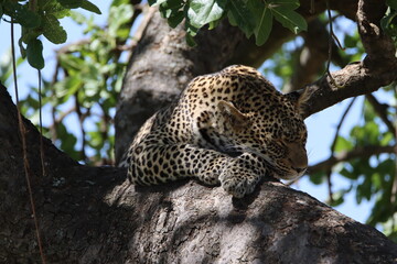 leopard resting on tree