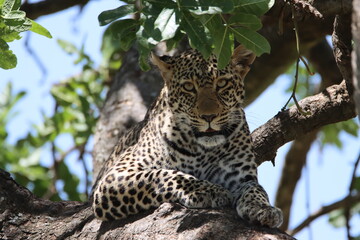 Leopard in tree looking at the tourists