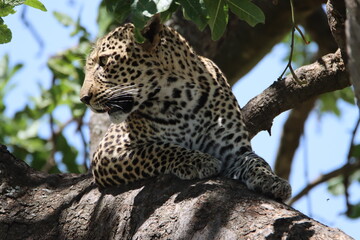 leopard in tree - obrazy, fototapety, plakaty