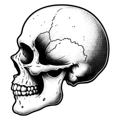 Vintage Engraved Human Skull sketch PNG