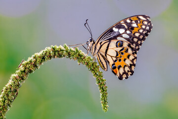 Butterflies are winged insects from the lepidopteran suborder Rhopalocera, characterized by large,...
