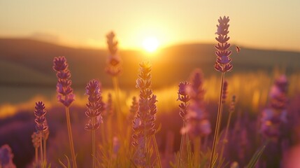 Lavender fields on rolling hills, sunset, bees buzzing, low angle, soft focus, rich purples, golden...