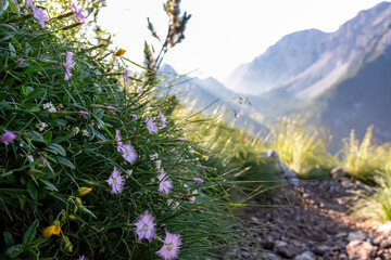 Selective focus on alpine pasture with scenic view of majestic mountain peaks of Kamnik-Savinja Alps, Slovenia, Europe. Magnificent Hiking trail on Loibl Pass in untamed Karawanks, Austrian border