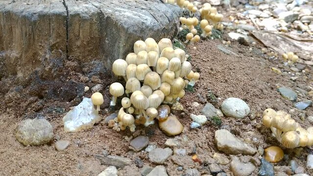a family of poisonous mushrooms grows next to an old rotten stump. beauty in nature, in the autumn forest. inedible mushrooms cause hallucinations and toxin poisoning