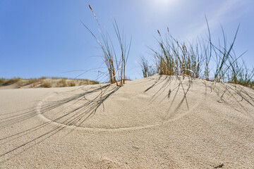 Lithuanian dunes sandy grass and clear sky