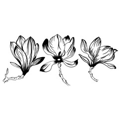 botanical set of graphic flowers