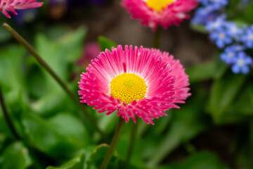 Bellis perennis red, english daisy close-up in sunny garden © FlorianSchultze