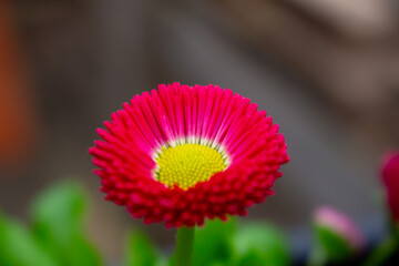 Bellis perennis red, english daisy close-up in sunny garden © FlorianSchultze