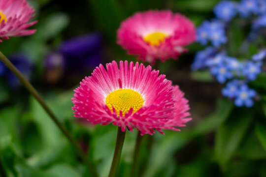 Bellis perennis red, english daisy close-up in sunny garden