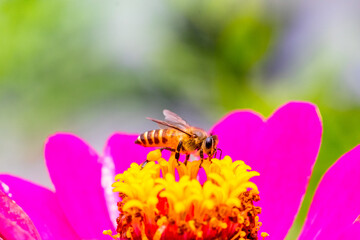 A honey bee (also spelled honeybee) is a eusocial flying insect within the genus Apis of the bee clade