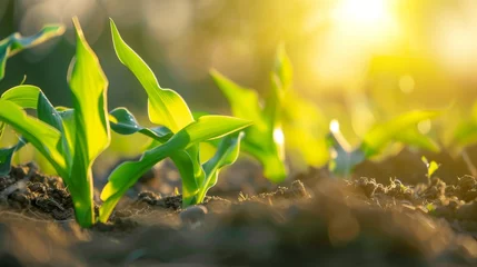  Fresh green sprouts of maize in spring on field, soft focus. Growing young green corn seedling sprouts in cultivated agricultural farm field. Agricultural scene with corn sprouts in soil. © JovialFox