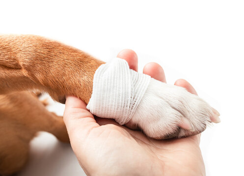 Injured dog paw with bandage. Close up of pet owner or veterinarian holding paw wrapped with gauze pad. Pet first aid concept, protecting broken due claw or wound. Selective focus. White background.