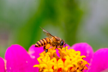 A honey bee (also spelled honeybee) is a eusocial flying insect within the genus Apis of the bee clade