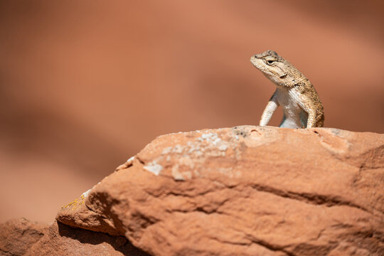 Lizard in arid desert habitat, standing like in a pulpit