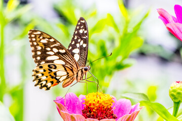 Butterflies are winged insects from the lepidopteran suborder Rhopalocera, characterized by large, often brightly coloured wings