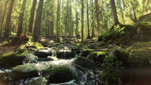 Small crystal water cascading creek in Nuuksio National Park, Finland. Sunny summer day in forest. Beautiful spring water running in rocks. With sounds of nature, the singing of birds, the murmur of a