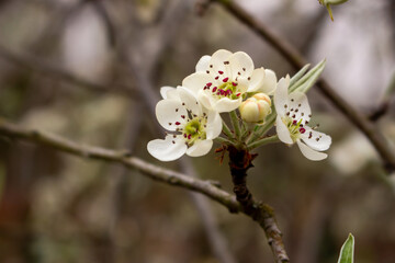 closeup of the pear blossom