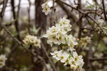 Fototapeta premium closeup of the pear blossom